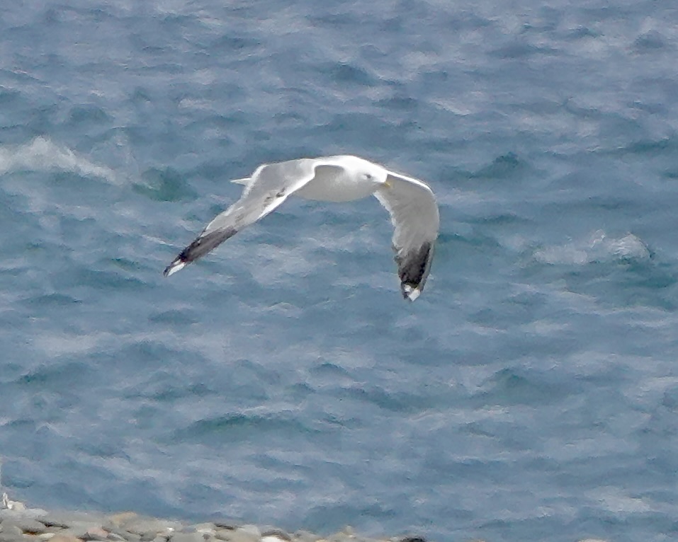 common gull